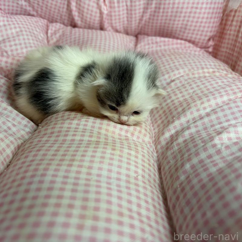 販売中の愛知県のマンチカン(短足)-137499の7枚目