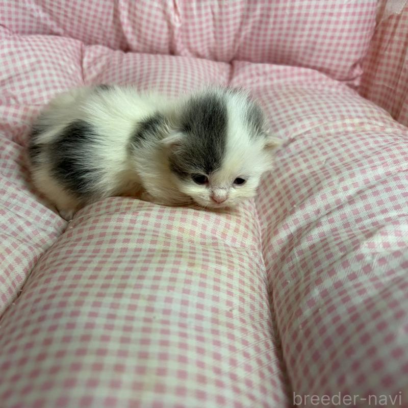 販売中の愛知県のマンチカン(短足)-137499の8枚目