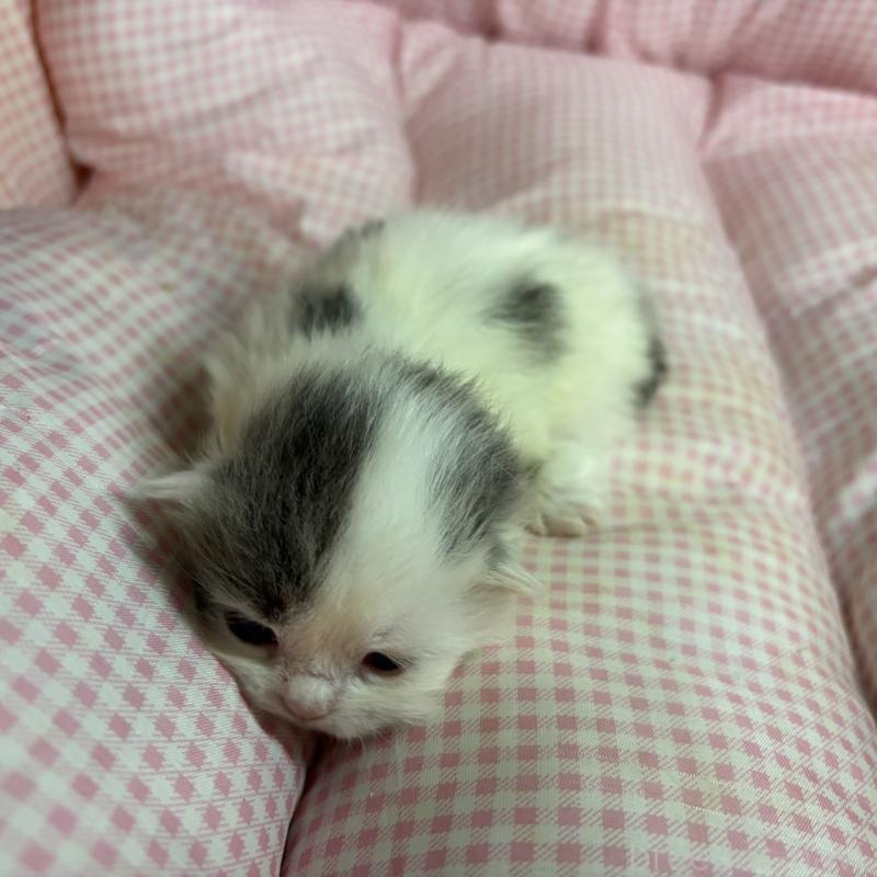 販売中の愛知県のマンチカン(短足)-137499の6枚目