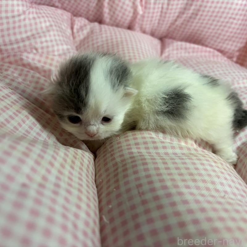 販売中の愛知県のマンチカン(短足)-137499の1枚目