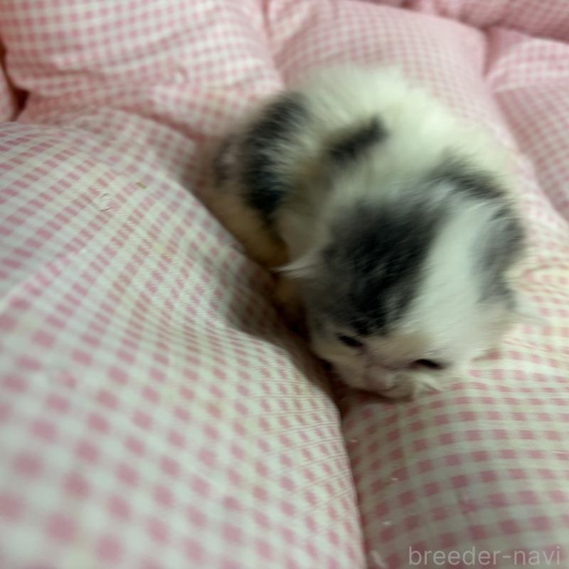 販売中の愛知県のマンチカン(短足)-137499の5枚目