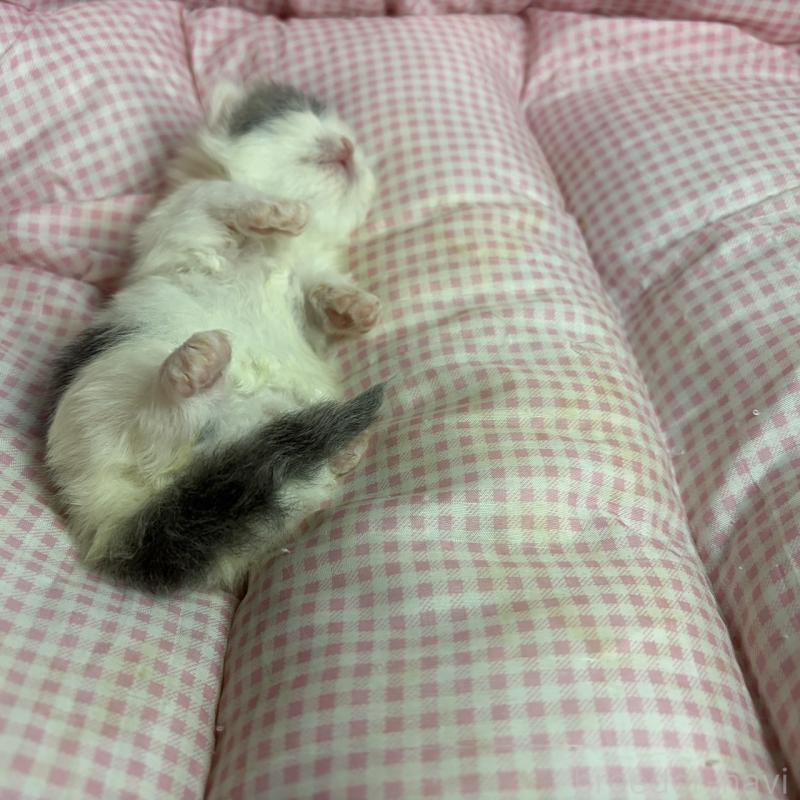 販売中の愛知県のマンチカン(短足)-137499の4枚目