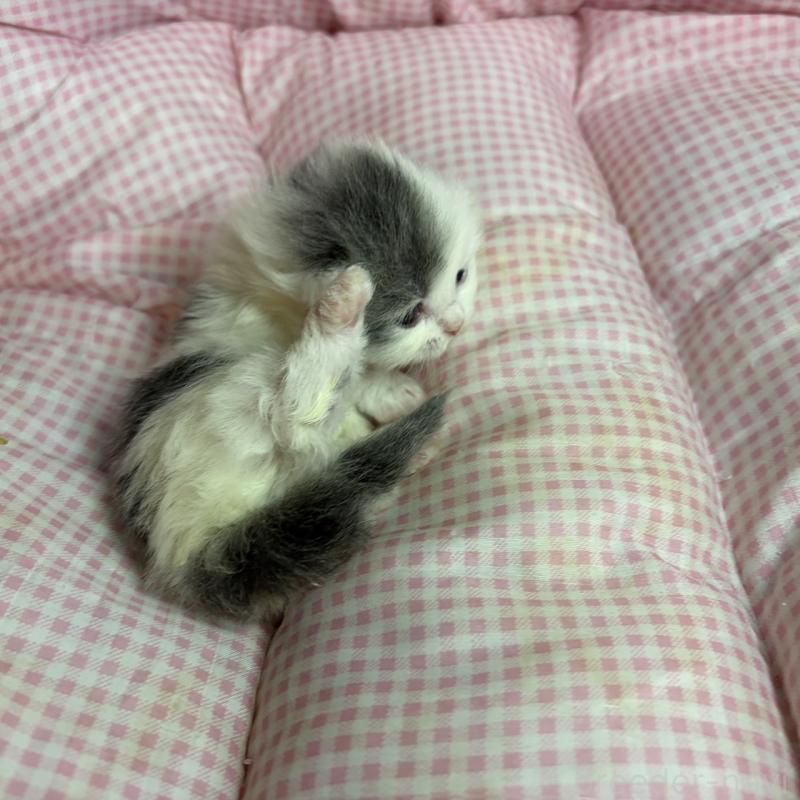 販売中の愛知県のマンチカン(短足)-137499の3枚目