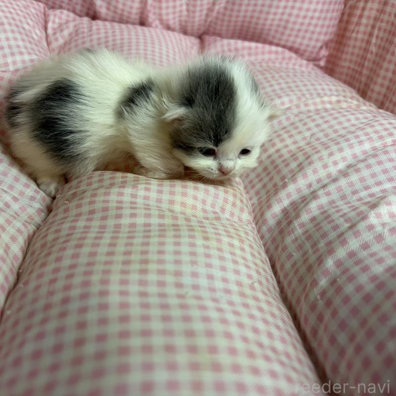 販売中の愛知県のマンチカン(短足)-137499の2枚目