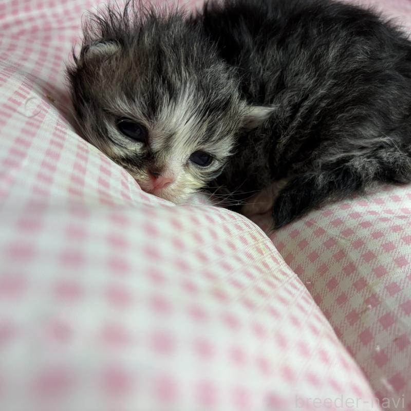 販売中の愛知県のマンチカン(短足)-137500の8枚目