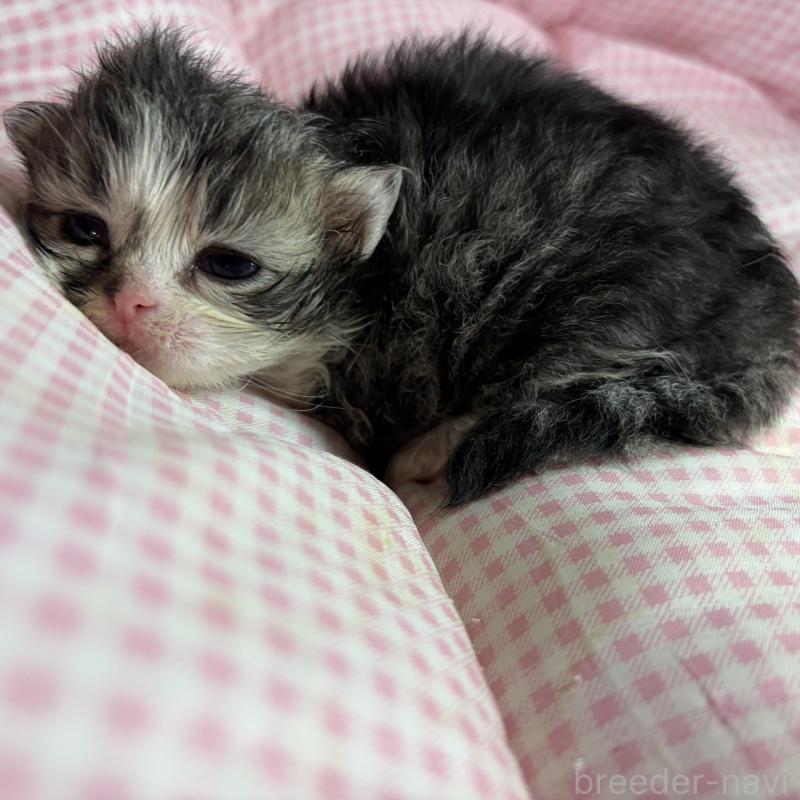 販売中の愛知県のマンチカン(短足)-137500