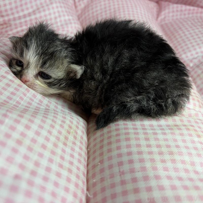 販売中の愛知県のマンチカン(短足)-137500の7枚目