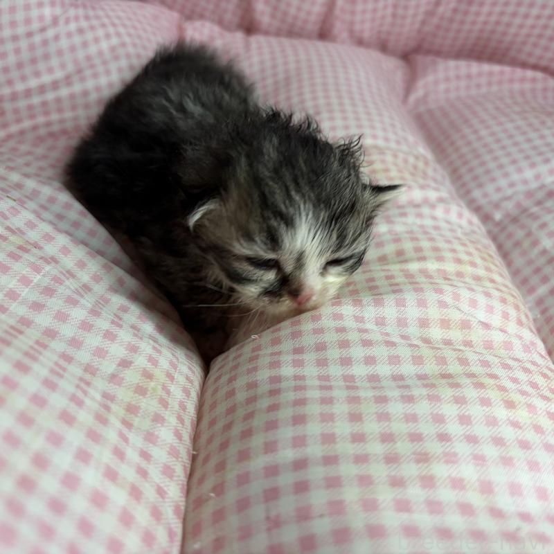 販売中の愛知県のマンチカン(短足)-137500の4枚目