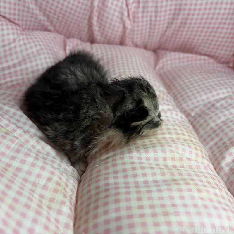 販売中の愛知県のマンチカン(短足)-137500の3枚目