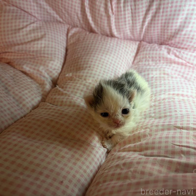 販売中の愛知県のマンチカン(短足)-137501の8枚目