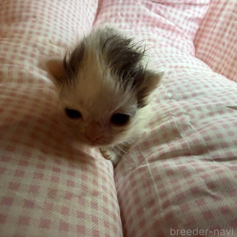 販売中の愛知県のマンチカン(短足)-137501の7枚目