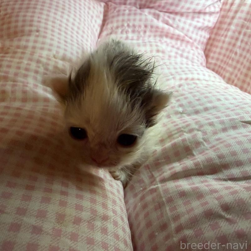 販売中の愛知県のマンチカン(短足)-137501の6枚目