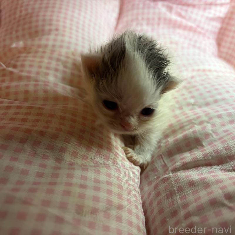 販売中の愛知県のマンチカン(短足)-137501の4枚目