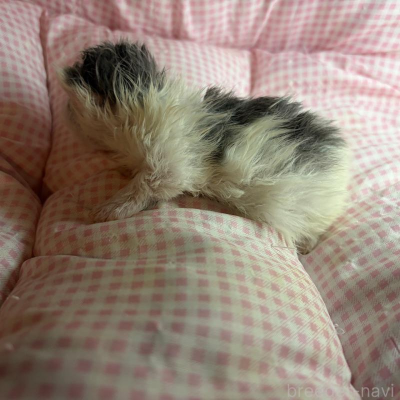 販売中の愛知県のマンチカン(短足)-137501の5枚目