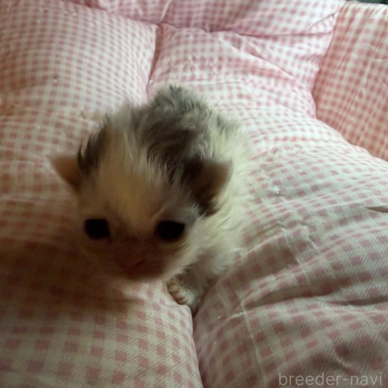 販売中の愛知県のマンチカン(短足)-137501の3枚目