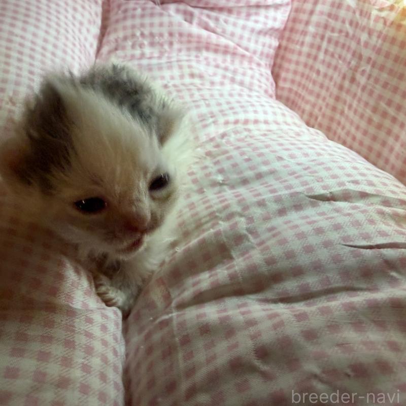 販売中の愛知県のマンチカン(短足)-137501の2枚目