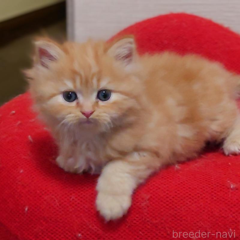 販売中の埼玉県のミヌエット-136382の11枚目