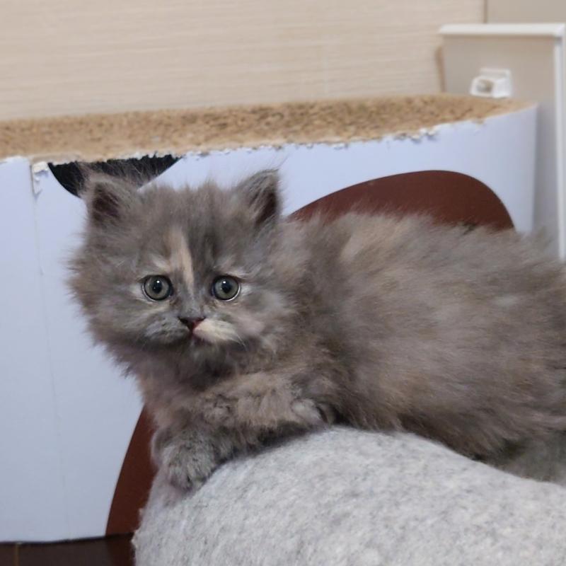 販売中の埼玉県のミヌエット(短足)-136380