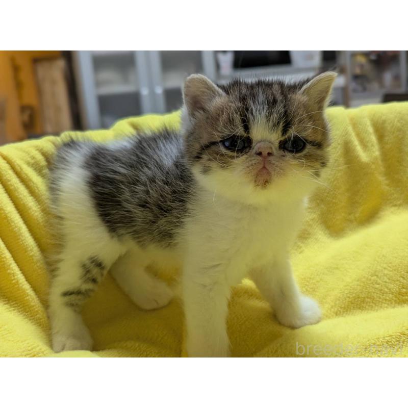 販売中の愛知県のエキゾチックショートヘア-137502の5枚目