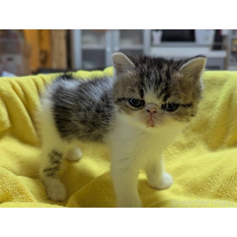 販売中の愛知県のエキゾチックショートヘア-137502の3枚目