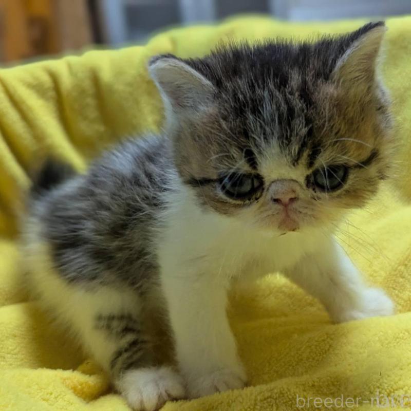 販売中の愛知県のエキゾチックショートヘア-137502