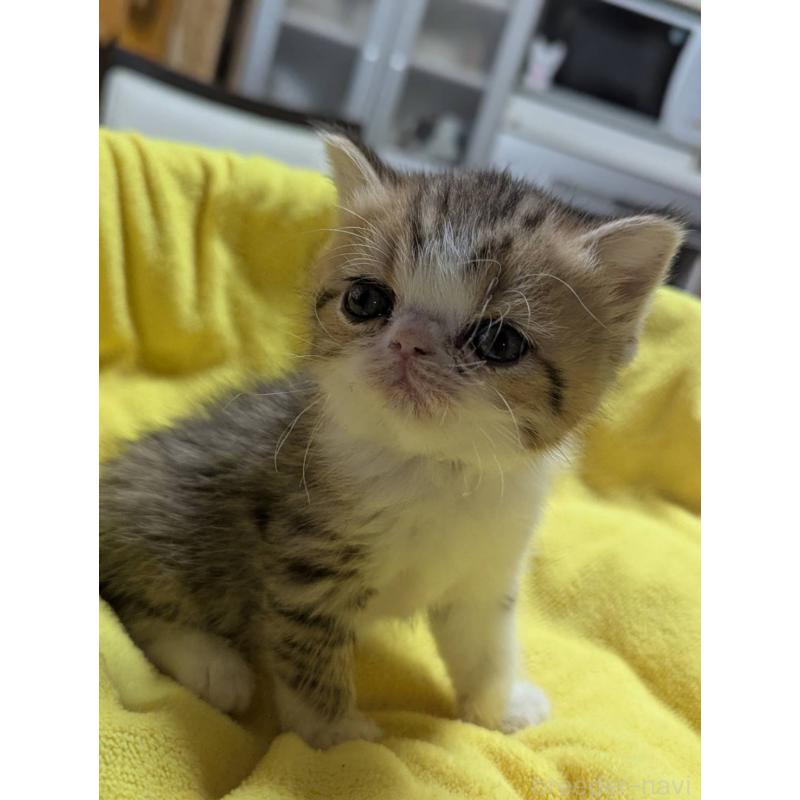 販売中の愛知県のエキゾチックショートヘア-137503の4枚目