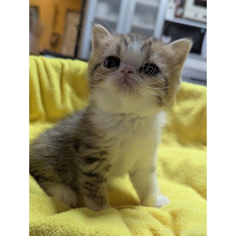 販売中の愛知県のエキゾチックショートヘア-137503の3枚目