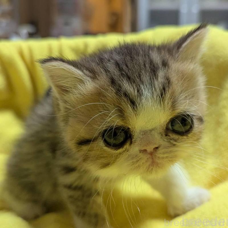 販売中の愛知県のエキゾチックショートヘア-137503の1枚目