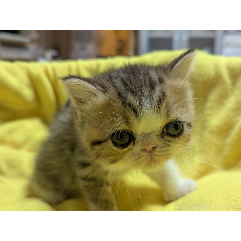 販売中の愛知県のエキゾチックショートヘア-137503の2枚目