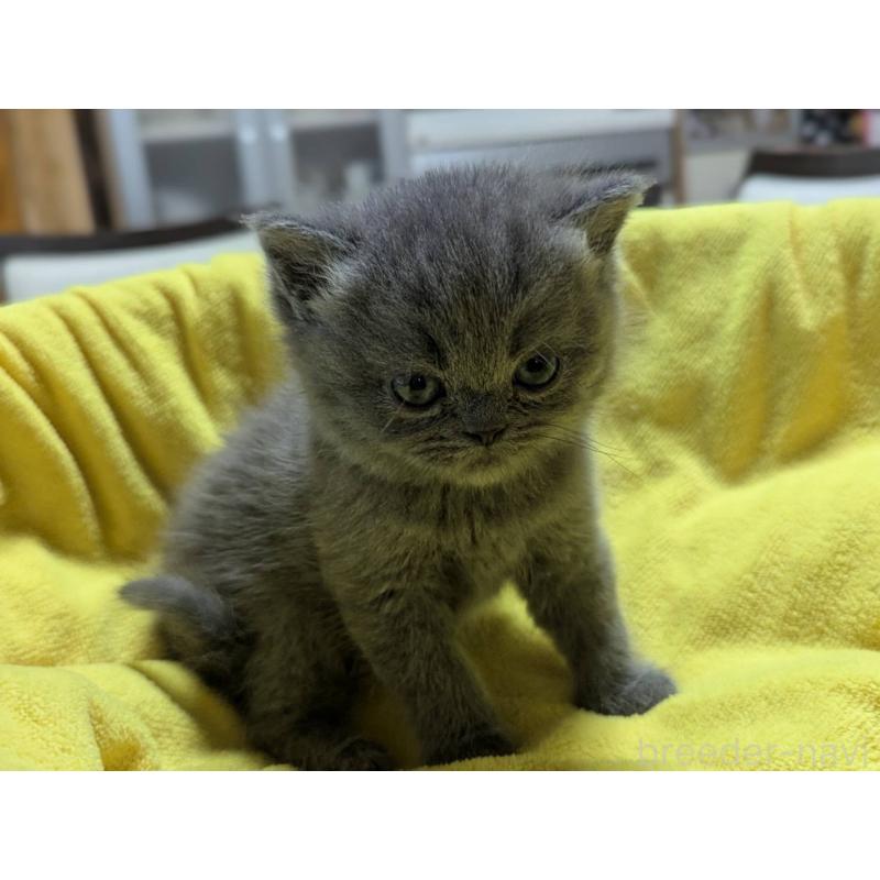 販売中の愛知県のエキゾチックショートヘア-137504の4枚目