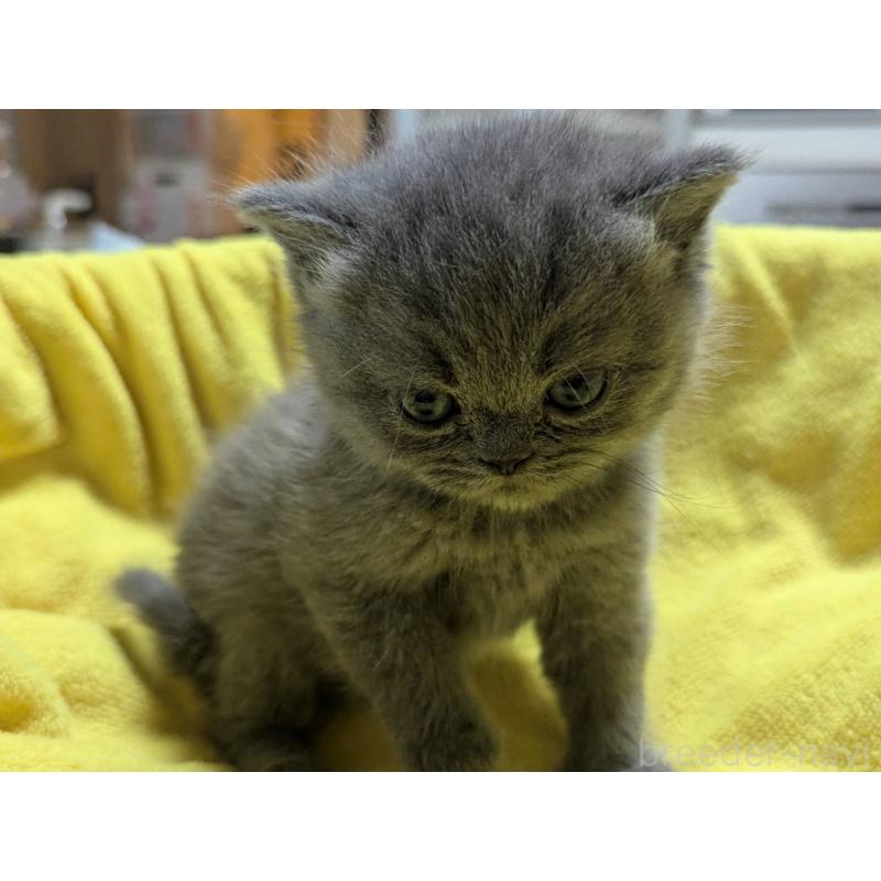 販売中の愛知県のエキゾチックショートヘア-137504の3枚目