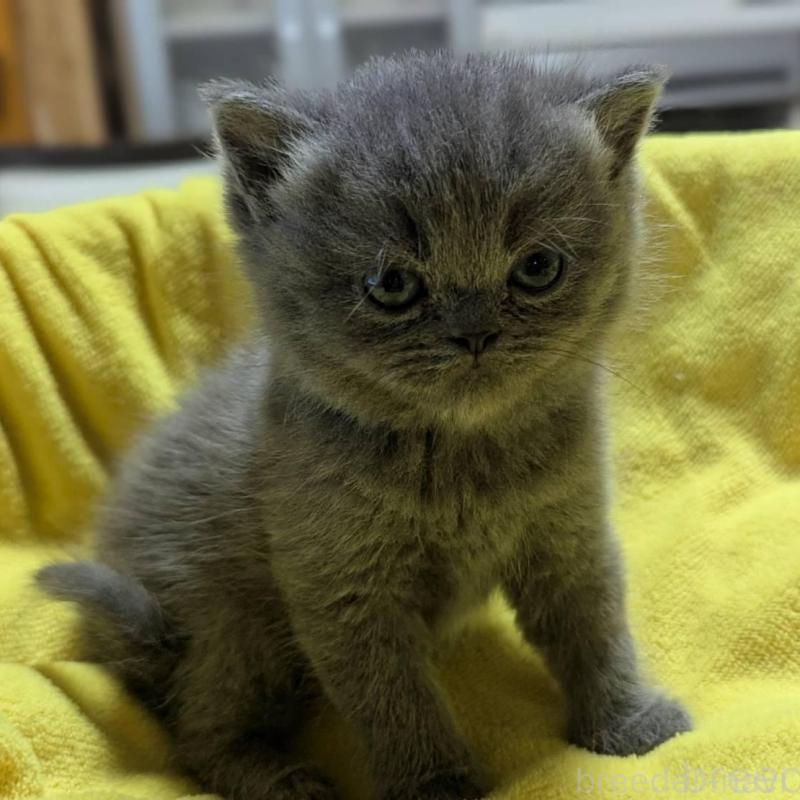 販売中の愛知県のエキゾチックショートヘア-137504