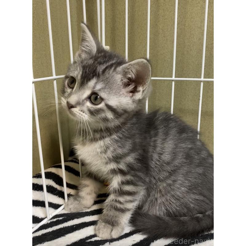 販売中の徳島県のマンチカン-137505の8枚目