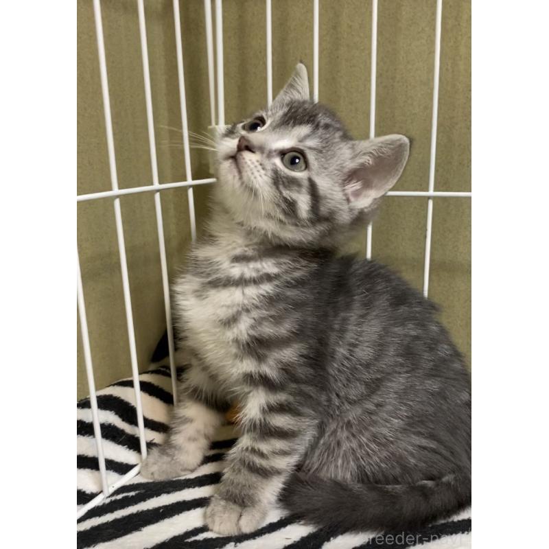 販売中の徳島県のマンチカン-137505の6枚目