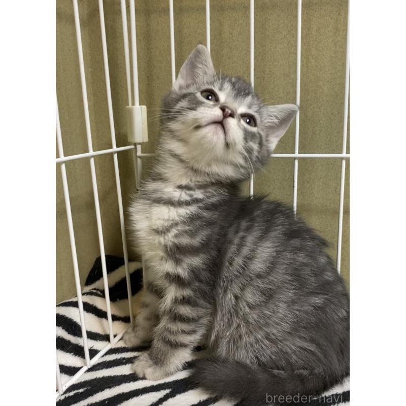 販売中の徳島県のマンチカン-137505の5枚目