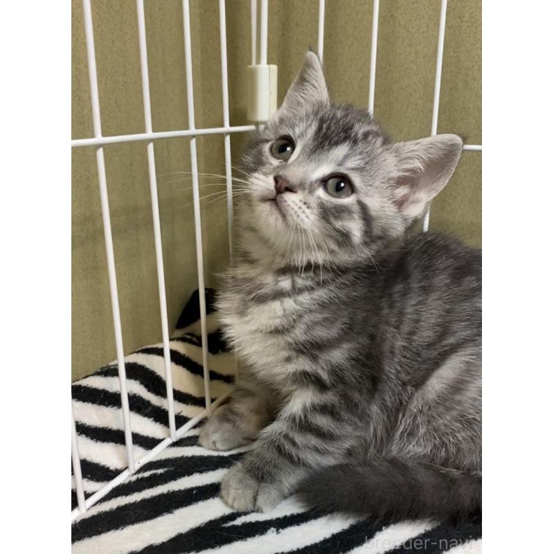 販売中の徳島県のマンチカン-137505の4枚目