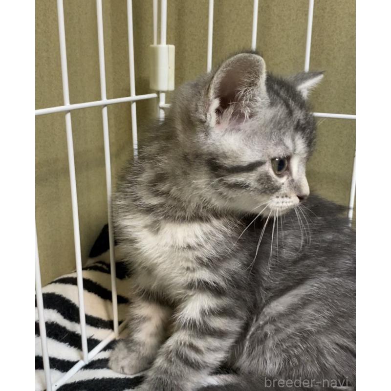 販売中の徳島県のマンチカン-137505の3枚目