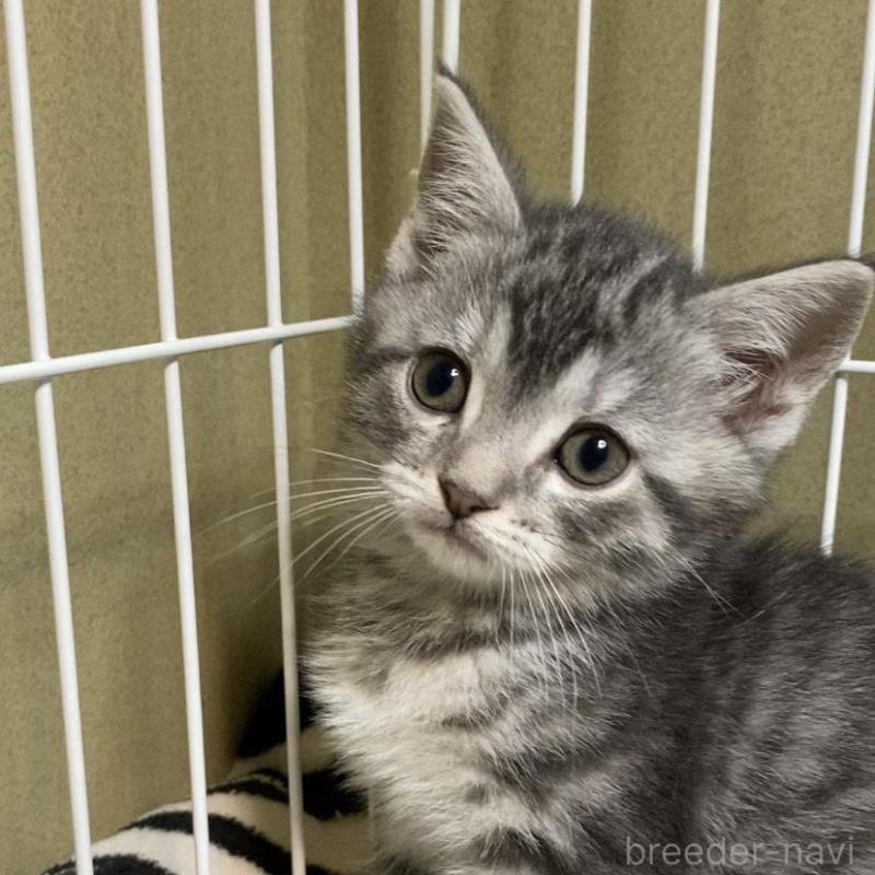 販売中の徳島県のマンチカン-137505の1枚目