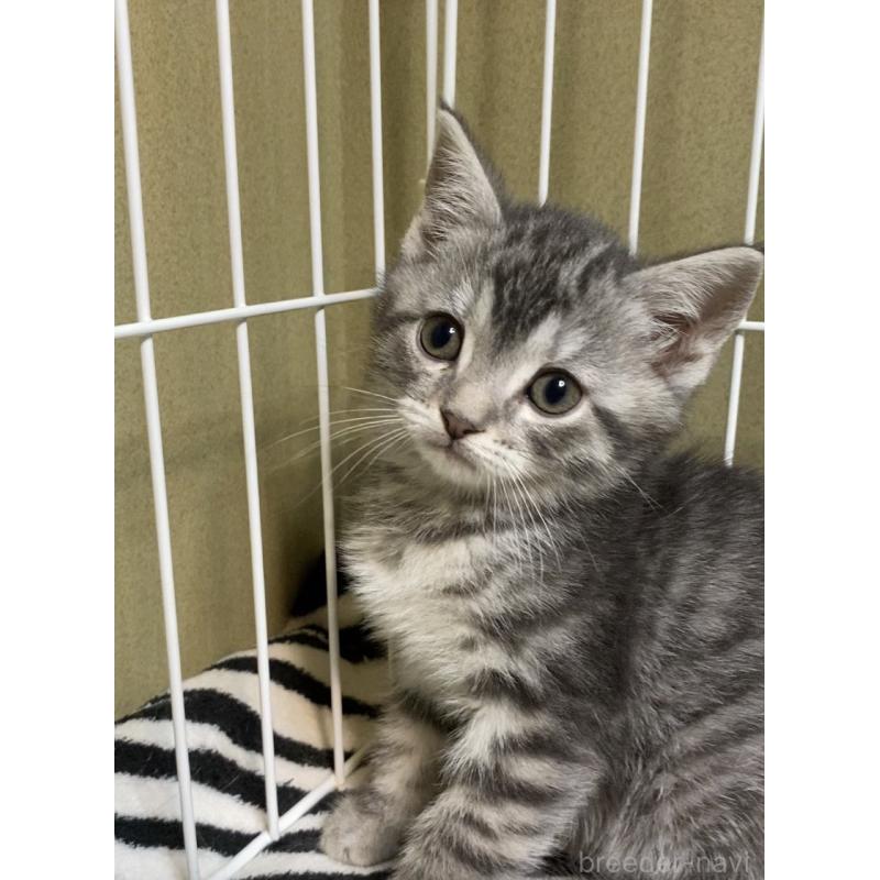 販売中の徳島県のマンチカン-137505の2枚目