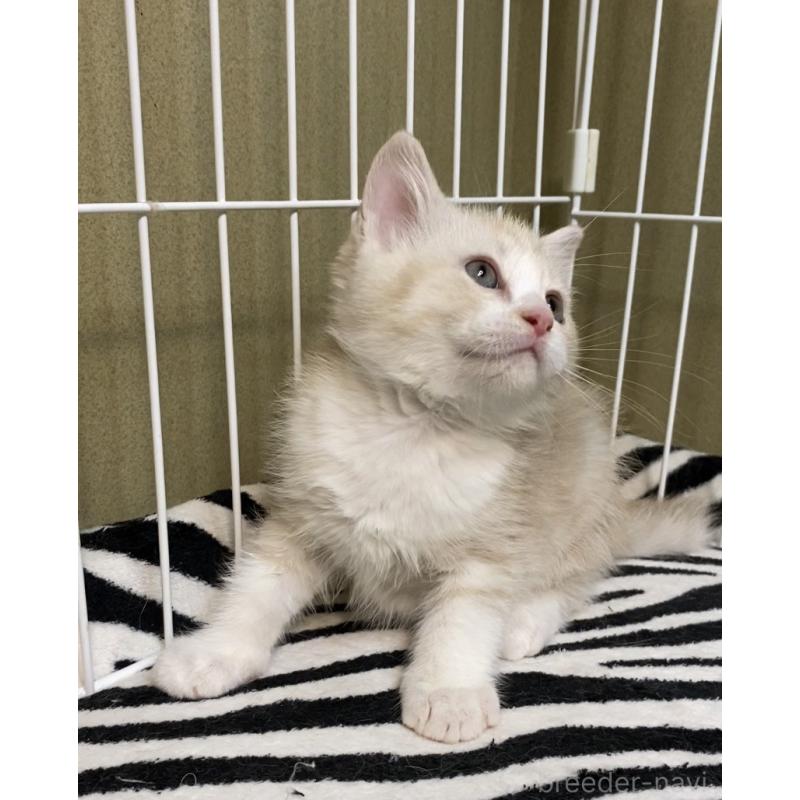 販売中の徳島県のマンチカン-137506の7枚目