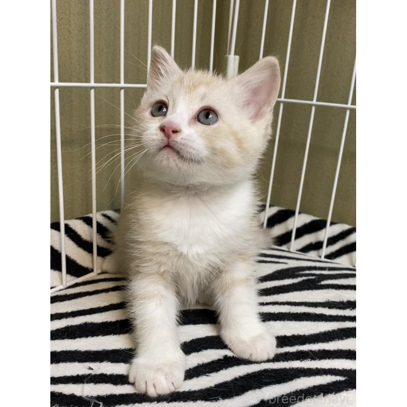 販売中の徳島県のマンチカン-137506の6枚目