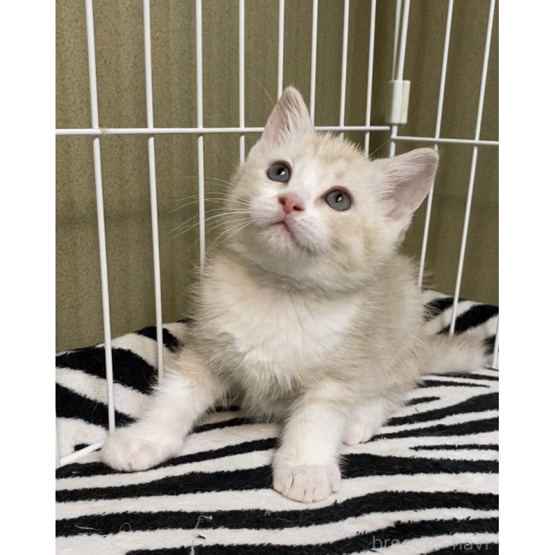 販売中の徳島県のマンチカン-137506の4枚目