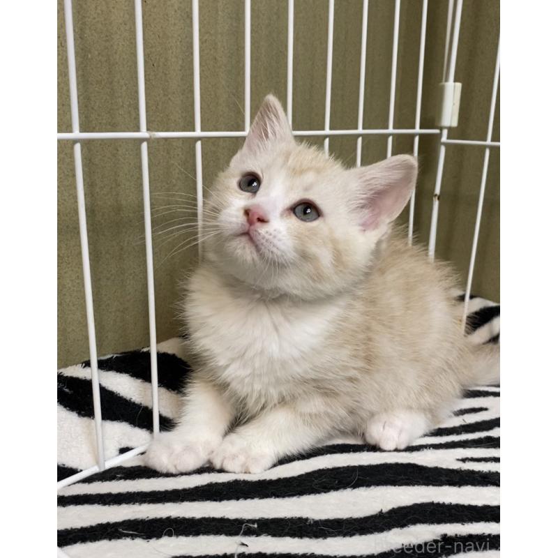 販売中の徳島県のマンチカン-137506の5枚目