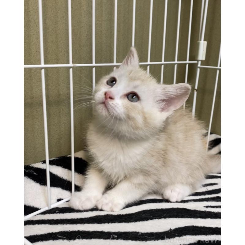 販売中の徳島県のマンチカン-137506の3枚目