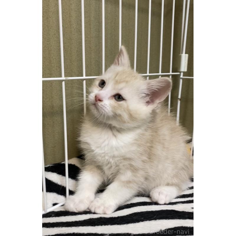 販売中の徳島県のマンチカン-137506の2枚目