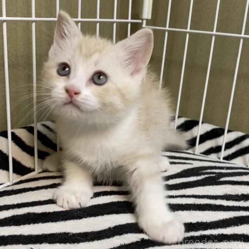 販売中の徳島県のマンチカン-137506