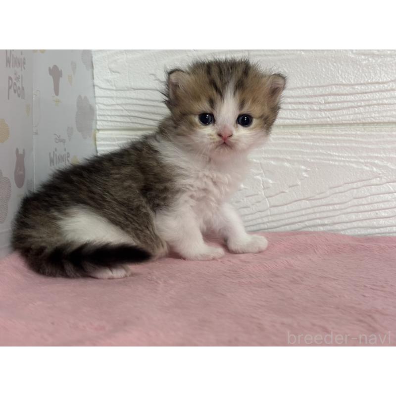 販売中の愛知県のミヌエット-137507の5枚目