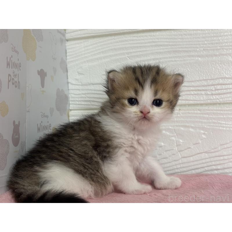 販売中の愛知県のミヌエット-137507の4枚目