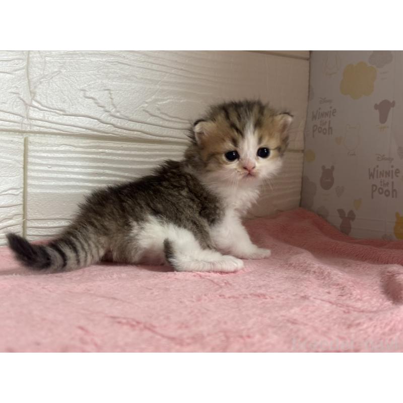 販売中の愛知県のミヌエット-137507の3枚目