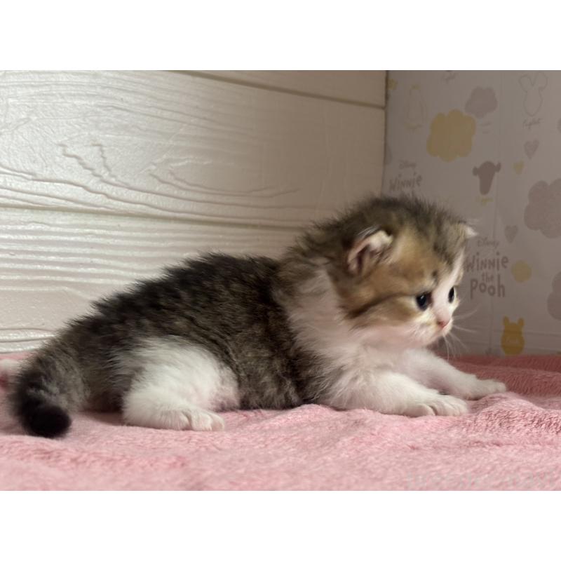 販売中の愛知県のミヌエット-137507の2枚目